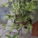 Euphorbia tithymaloides Feuille