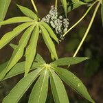 Manihot brachyloba Flor