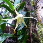 Angraecum corrugatum Цвят