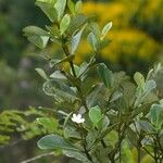Clusia criuva Hoja