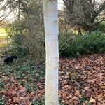 Betula utilis Ŝelo