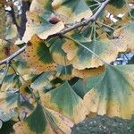 Ginkgo biloba Leaf