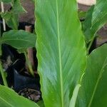 Hedychium coronarium Blatt