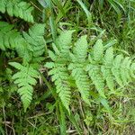 Dryopteris expansa Yaprak