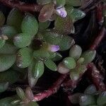 Portulaca sedifolia Цвят