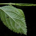 Stachytarpheta cayennensis Leaf