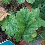 Pelargonium schizopetalum Hostoa