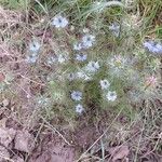 Nigella damascenaLeaf