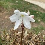 Crinum moorei Flower