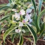 Hypoestes forskaolii Fiore