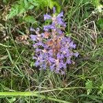 Orobanche nana Кветка
