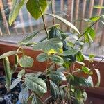Catha edulis Φύλλο