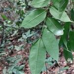 Dialium bipindense Blatt