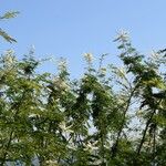 Acacia ataxacantha Hostoa