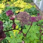 Angelica gigas Fiore