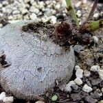 Tylosema esculentum Alia