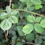 Rubus polyanthemus Muu