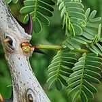 Senegalia senegal Кора