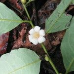Diospyros capreifolia Flor