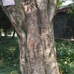 Ficus lacor Corteccia