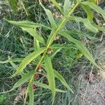 Polygonatum verticillatum 葉