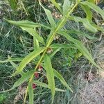 Polygonatum verticillatum ഇല