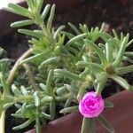 Portulaca grandiflora 葉