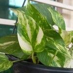 Epipremnum aureum Hoja