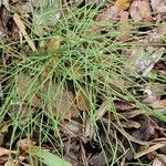 Equisetum pratense برگ