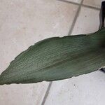 Dracaena subspicata Blatt