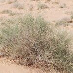 Calligonum polygonoides عادت داشتن