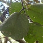 Monimia rotundifolia Leaf