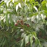 Ekebergia capensis Φύλλο