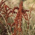 Rumex aquaticus পাতা