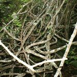 Zanthoxylum asiaticum आदत