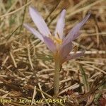 Colchicum nanum Λουλούδι