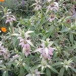 Monarda punctata Staniste