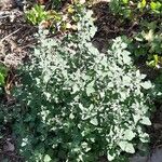 Chenopodium quinoa Habit