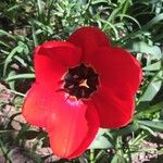 Tulipa agenensis Žiedas