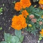 Tagetes erectaFlower