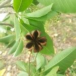 Esenbeckia leiocarpa Fruit