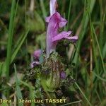 Pedicularis sylvatica Flower