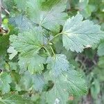 Ribes magellanicum Hoja