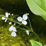 Sagittaria graminea 花