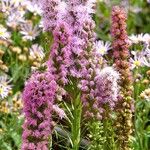 Liatris spicata Облик