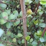 Myrsine africana Ekosanga