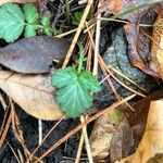 Geum canadense برگ