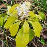 Pachysandra terminalis Листок