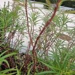 Lobelia laxiflora Casca