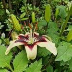 Lilium bulbiferum 花